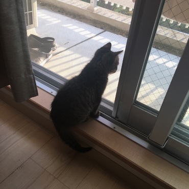 お外が気になってます(網戸閉めてます)