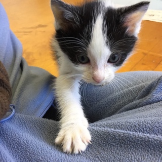 仔猫の里親募集です。