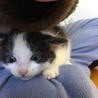 仔猫の里親募集です。 サムネイル2