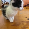 仔猫の里親募集です。 サムネイル3
