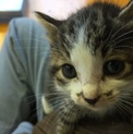 仔猫の里親募集です。