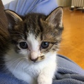 仔猫の里親募集です。