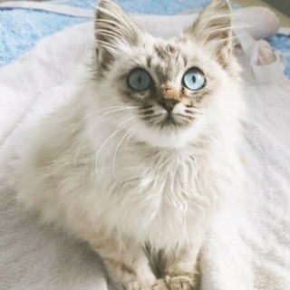 水色のお目目と短いカギ尻尾ちゃん（代理登録）