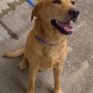 【里親様決定❗】天真爛漫なラブ風ワンコ