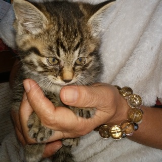 側溝で救ったかわいい子猫ちやん、