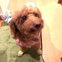 フラン