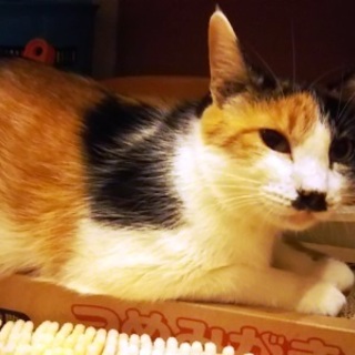 ちょんこちゃん　　　3歳くらいの女の子