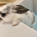2匹の仔うさぎさんの里親募集しています
