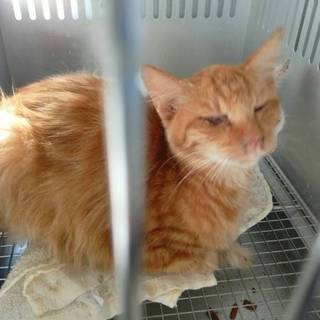 緊急！緊急！皮膚病を患っております！