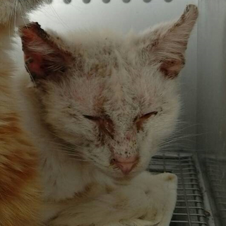 緊急！緊急！皮膚病を患っております！