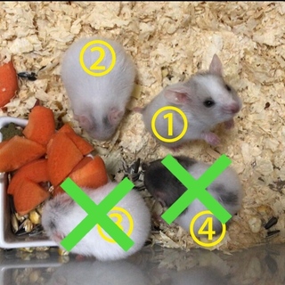 グレーと黒ぶちのゴルハムちゃんのベビー！