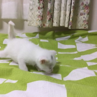 温かく迎えてくださる方の元へ