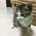 温かい家族になって下さい、里親募集しております。