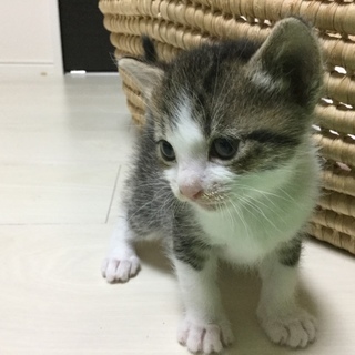温かい家族になって下さい、里親募集しております。
