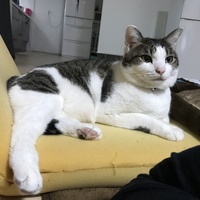 りん