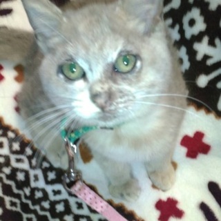 ファニーフェイスのレアな猫