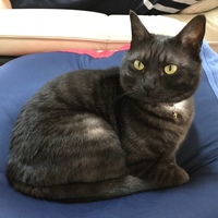 チェリオ