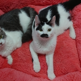 元気な兄妹☆兄妹２匹☆