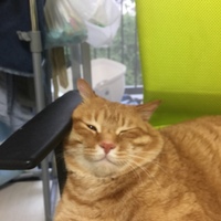 カカシ