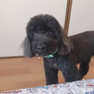 里親探しています！