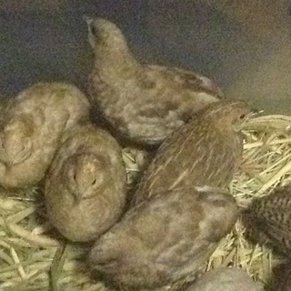 ヒメウズラ、女の子、9羽ー相談中につき、募集停止ー