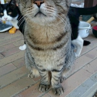 愛情に飢えています。キジトラ♂