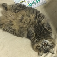 シャルロッテ
