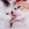 さるみるく