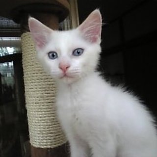 里親様決まりました。ありがとうございました