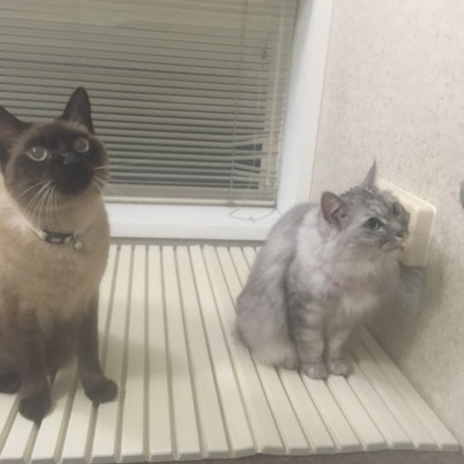 ベルトトのカバー写真