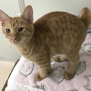 ☆募集一時停止　茶トラ男子エルくん☆