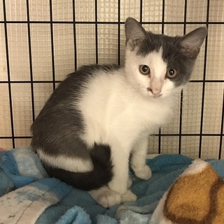 ☆期限は11月15日です！里親募集中！☆