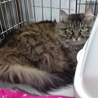 募集一時停止☆ノルウェージャン風女の子☆