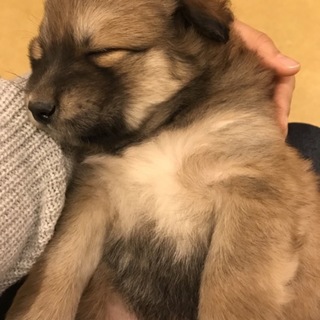 保護しているわんこです！