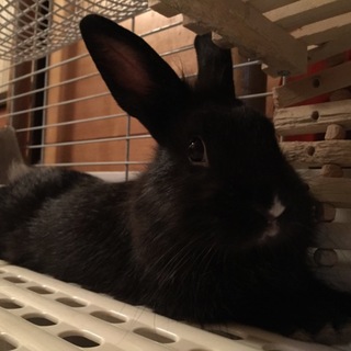 うさちゃん里親募集