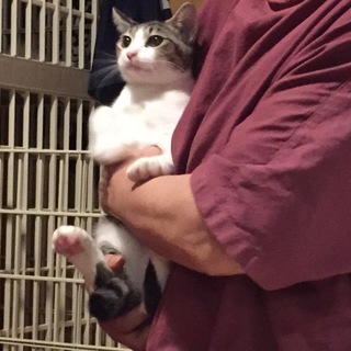 ツンデレ超美人ちゃん