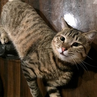 性格言うことなし！！チューボー君