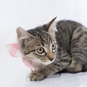 ひざ乗りフワフワ子猫のamiちゃん