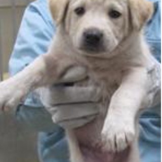 決定・穏やかな白茶MIX雄2☆