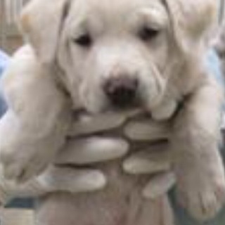 決定・穏やかな白茶MIX雄3☆