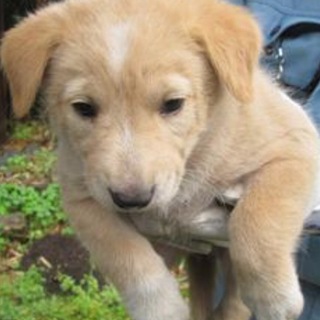 決定・おとなしい茶白MIX雌♪