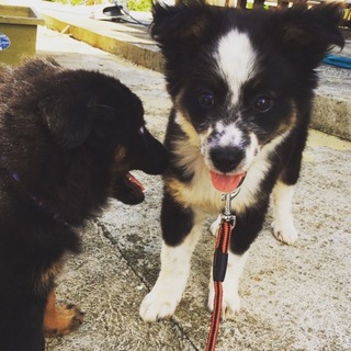 ボーダーコリー風雑種☆子犬