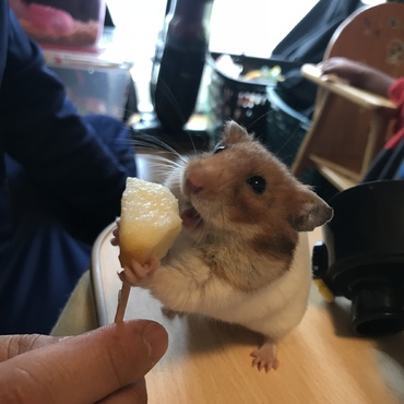 りんご♡