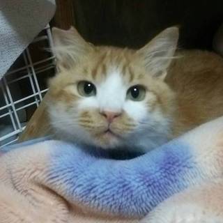 甘えん坊のカーロ