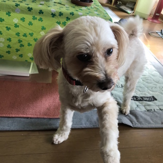 マイペースで人間大好き！トイプーmixまーくん