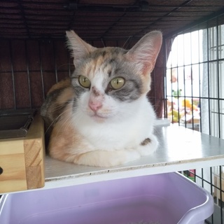 落ち着いたパステルミケのお姉さん