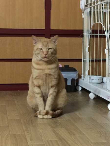 ナイスガイの茶トラのとらくん 北海道 猫の里親募集 ペットのおうち 月間利用者150万人