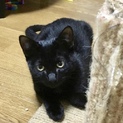 面倒見のよい頼れる黒猫兄さん☆彡.。デパル君4ヶ月