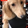わんちゃん大好きママ