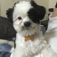 イギー(Iggy)